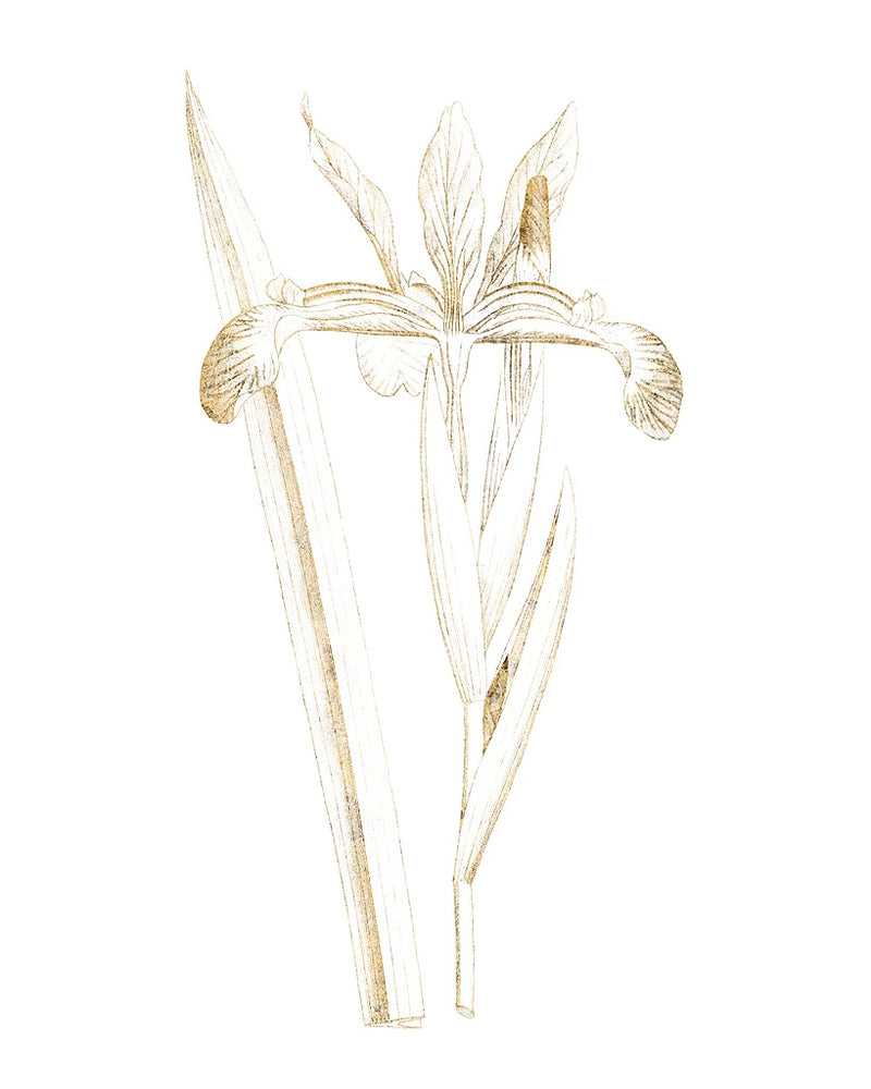Gilded Botanical III by Wild Apple Portfolio