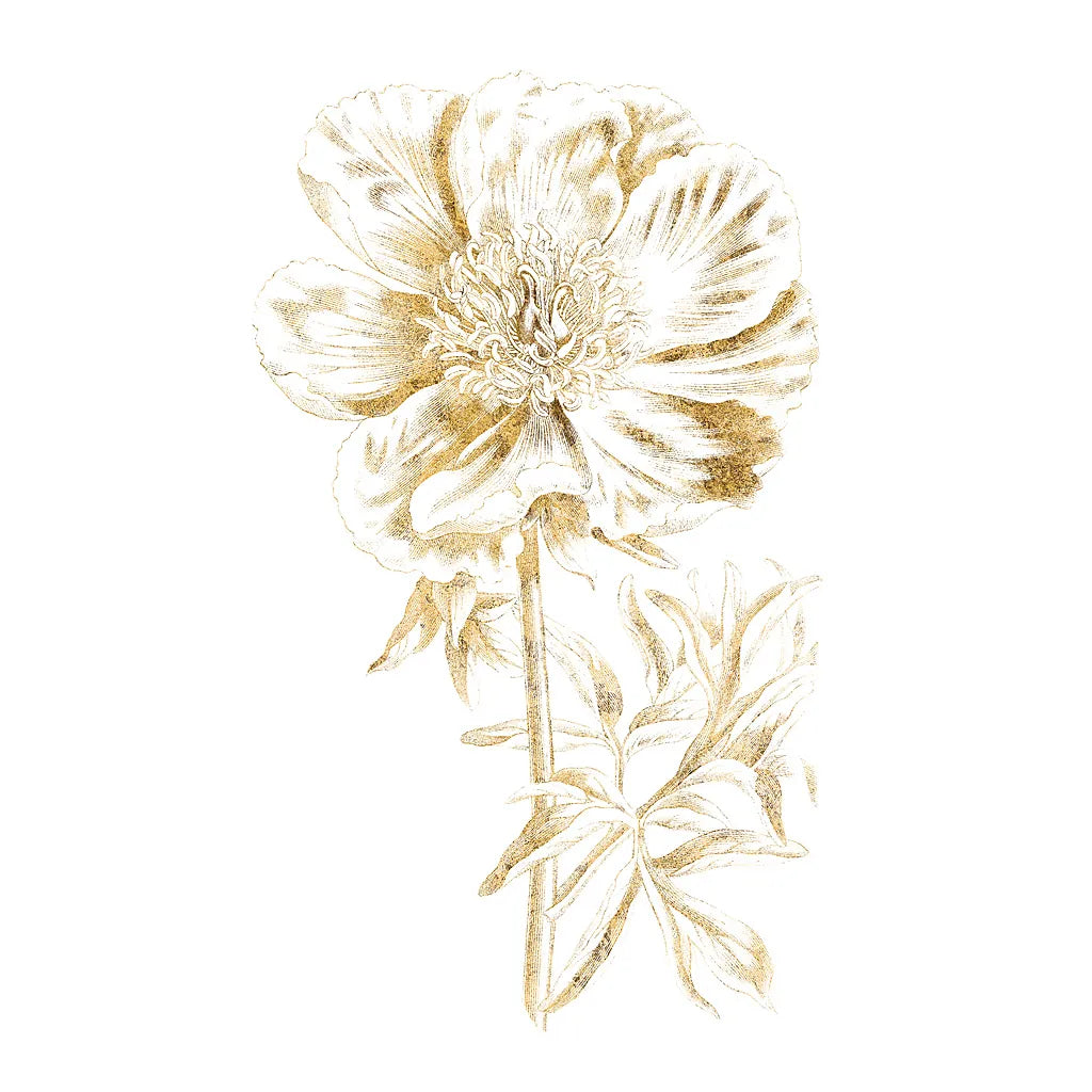 Gilded Botanical VIII Sq by Wild Apple Portfolio. SKU 33668a. Archival Giclee Fine art print for wall decor.