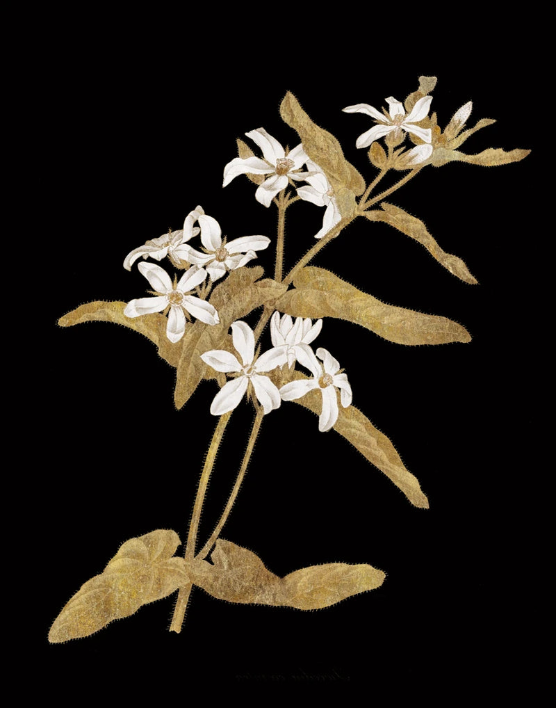 Gold Botanical IV on Black by Wild Apple Portfolio
