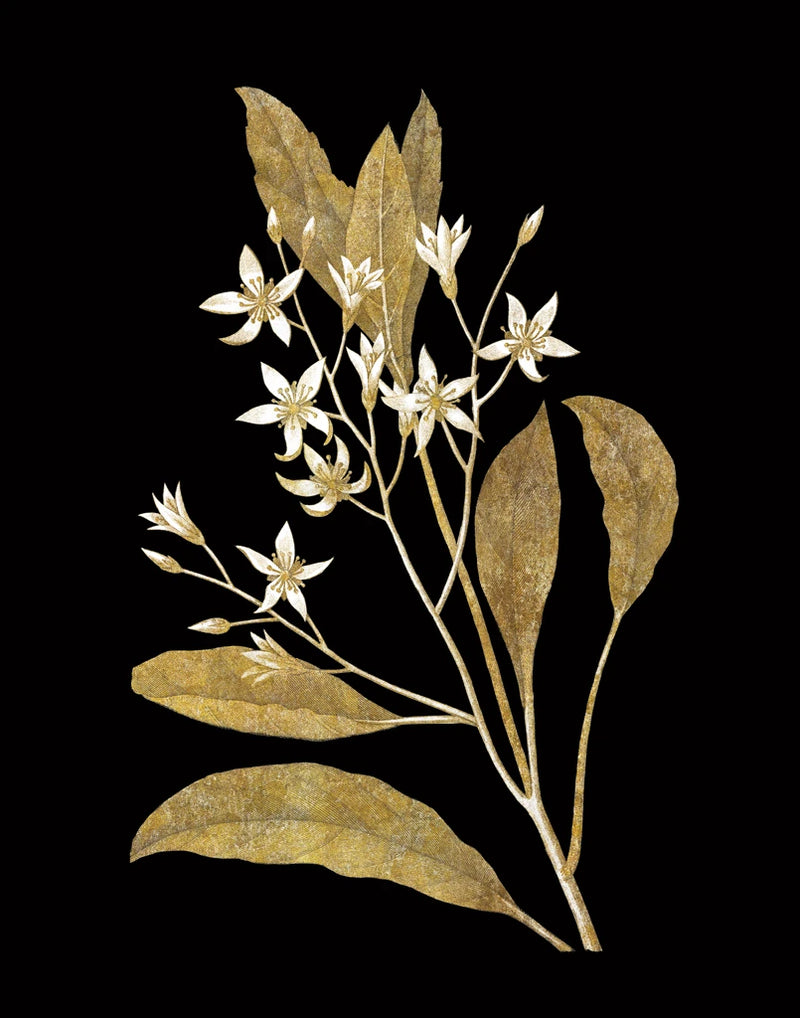 Gold Botanical V on Black by Wild Apple Portfolio