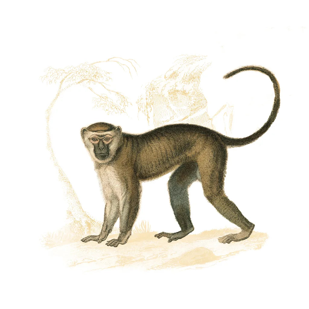 Golden Monkey by Wild Apple Portfolio. SKU 69021a. Archival Giclee Fine art print for wall decor.