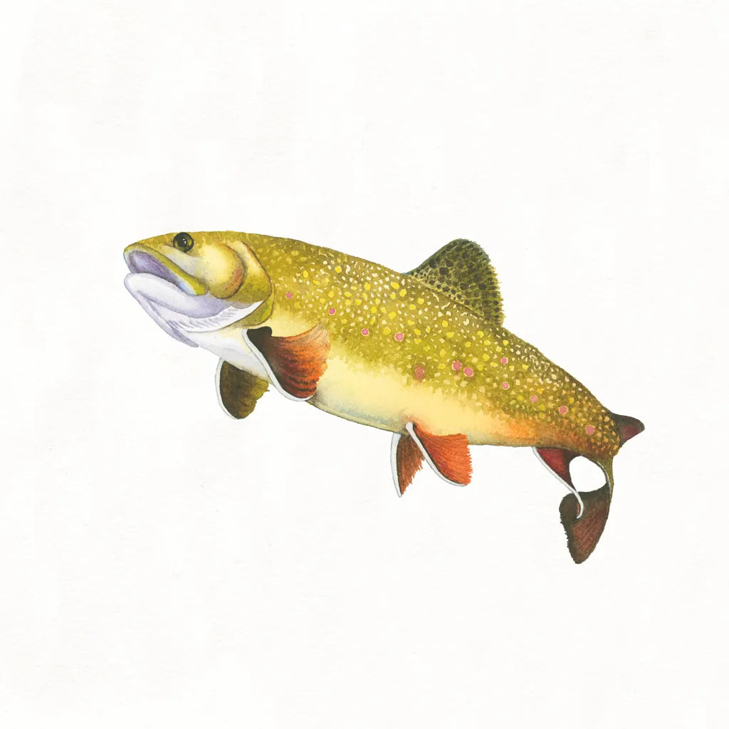 Gone Fishin Brookie by Wild Apple Portfolio. SKU 34832a. Archival Giclee Fine art print for wall decor.
