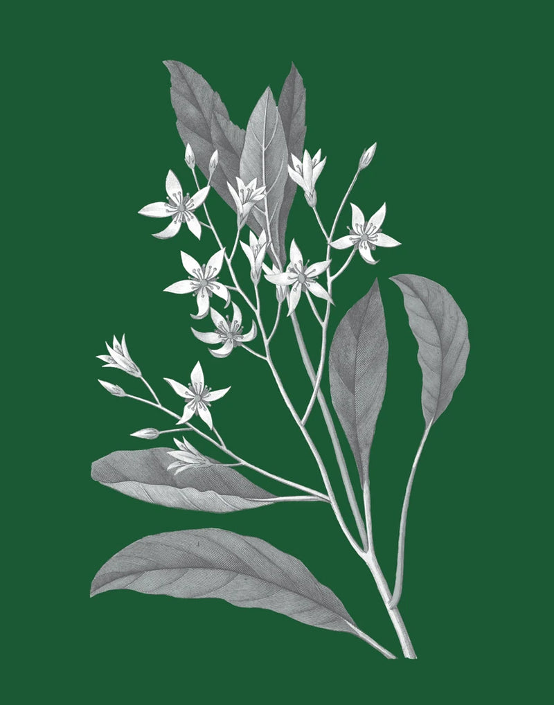 Green Botanical V by Wild Apple Portfolio