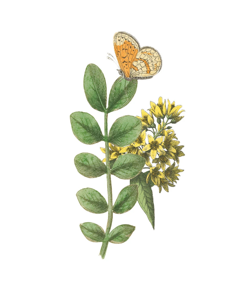 Greenery Butterflies II by Wild Apple Portfolio