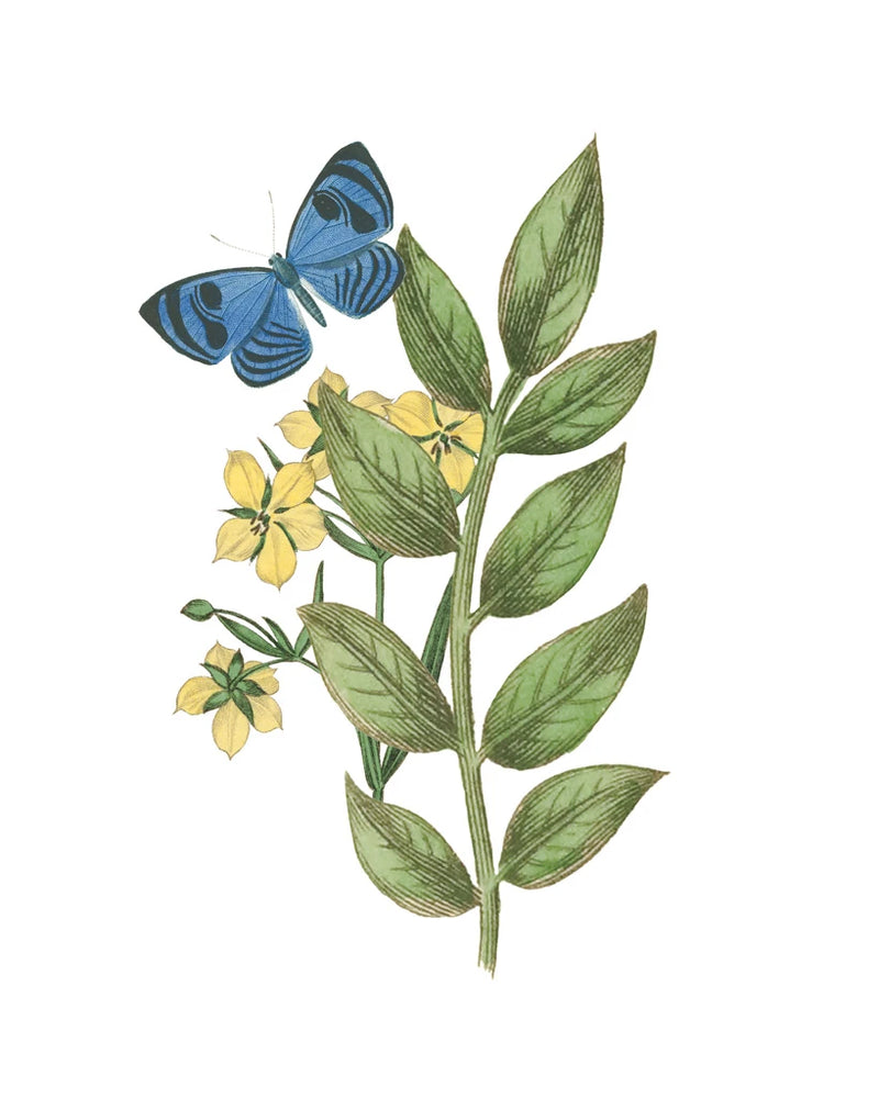 Greenery Butterflies IV by Wild Apple Portfolio