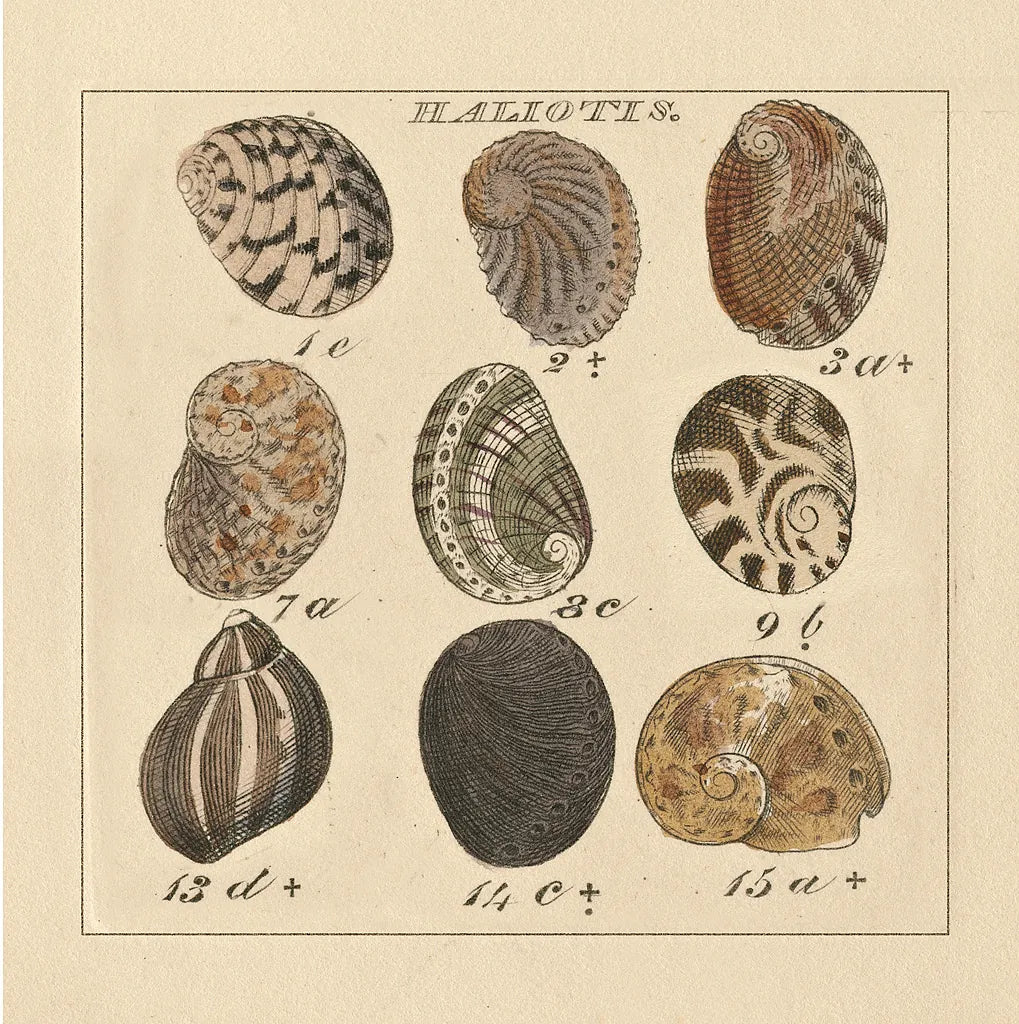 Haliotis by Wild Apple Portfolio. SKU 10585a. Archival Giclee Fine art print for wall decor.