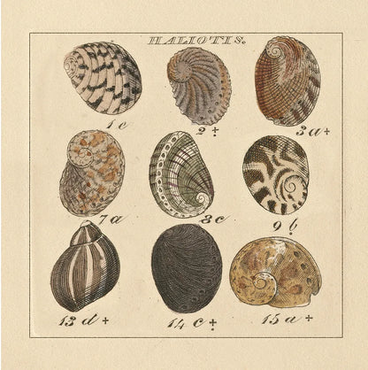 Haliotis by Wild Apple Portfolio. SKU 10585a. Archival Giclee Fine art print for wall decor.