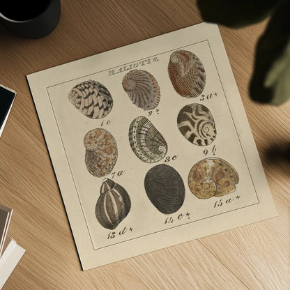 Haliotis by Wild Apple Portfolio. Shown as a detailed flat fine art print, highlighting archival giclee quality. Available as an archival giclee rolled canvas, fine art paper, or poster print. SKU 10585a.