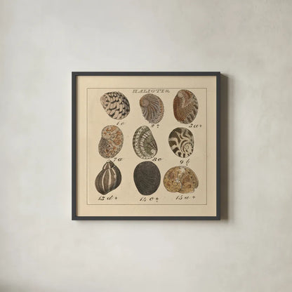 Haliotis by Wild Apple Portfolio. Shown in a sleek black glass frame for a contemporary gallery look. Available as an archival giclee rolled canvas, fine art paper, or poster print. SKU 10585a.