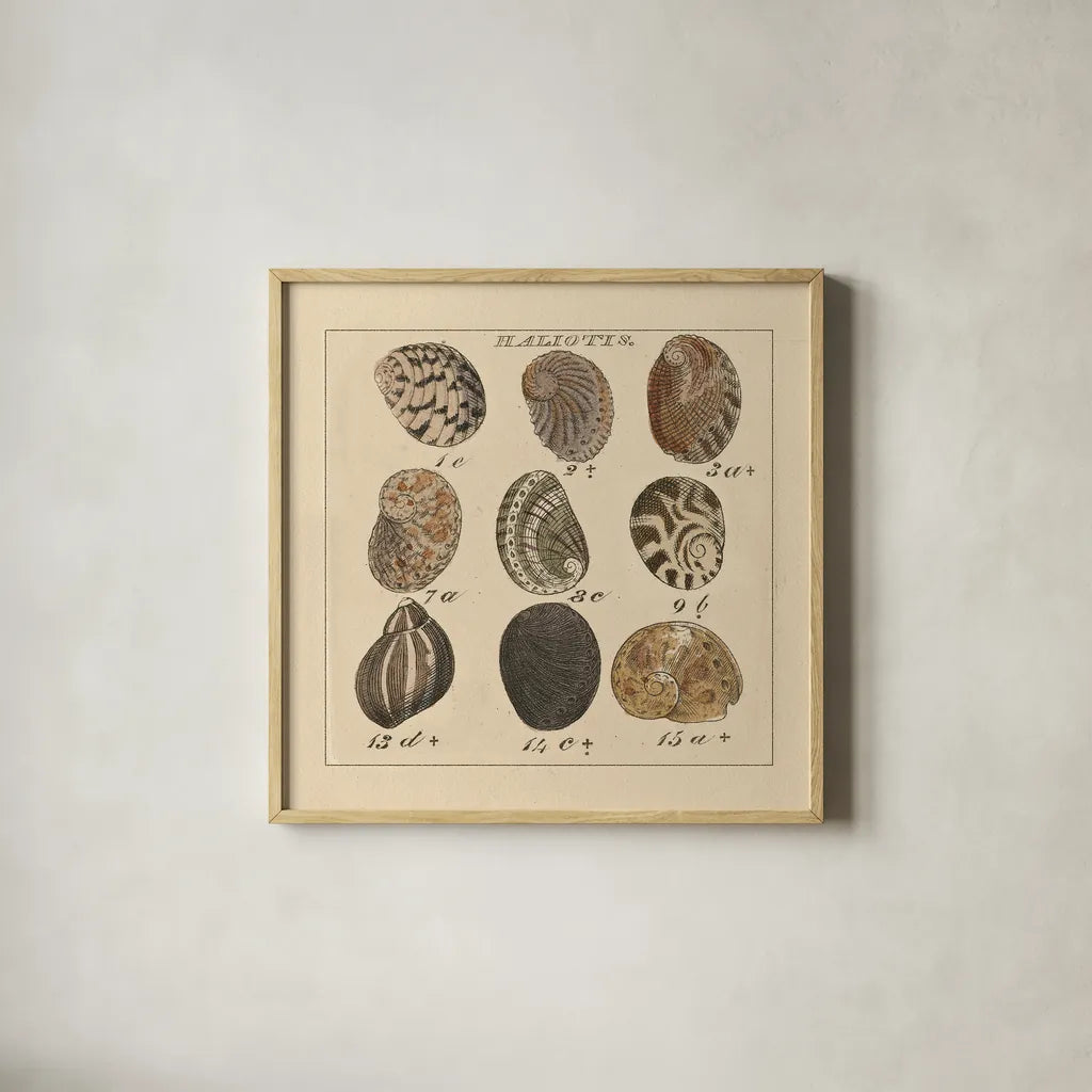 Haliotis by Wild Apple Portfolio. Shown in a natural wood glass frame for a timeless modern aesthetic. Available as an archival giclee rolled canvas, fine art paper, or poster print. SKU 10585a.