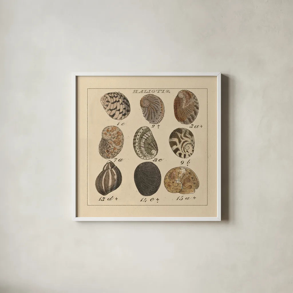 Haliotis by Wild Apple Portfolio. Shown in a crisp white glass frame for a clean and minimalist style. Available as an archival giclee rolled canvas, fine art paper, or poster print. SKU 10585a.