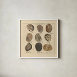 Haliotis by Wild Apple Portfolio. Shown in a crisp white glass frame for a clean and minimalist style. Available as an archival giclee rolled canvas, fine art paper, or poster print. SKU 10585a.