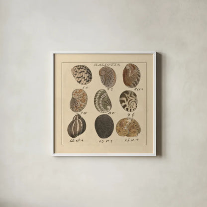 Haliotis by Wild Apple Portfolio. Shown in a crisp white glass frame for a clean and minimalist style. Available as an archival giclee rolled canvas, fine art paper, or poster print. SKU 10585a.