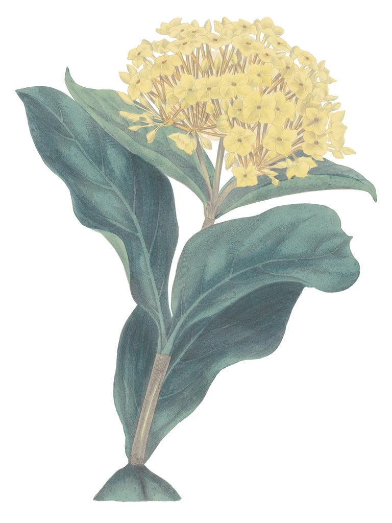 Harlequin Floral Cool by Wild Apple Portfolio