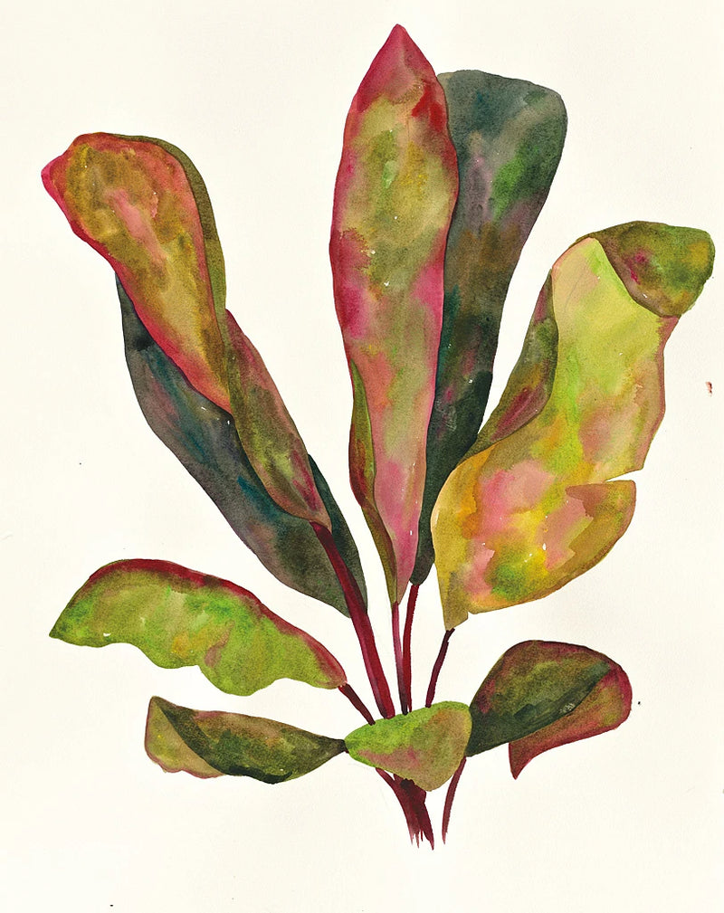Harriets Elements 11 by Wild Apple Portfolio