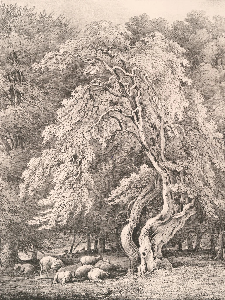 Hazel Nut Tree in Holme Park by Wild Apple Portfolio