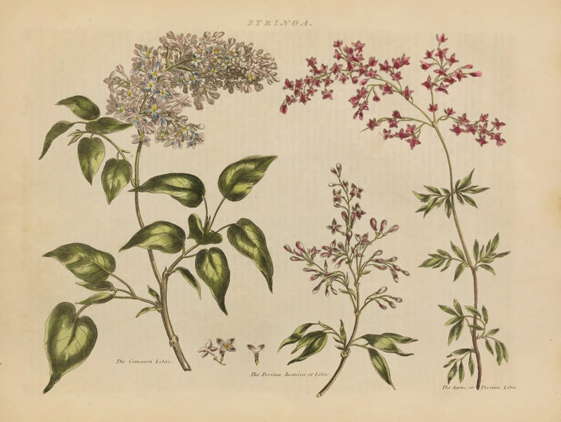 Herbal Botanical I by Wild Apple Portfolio