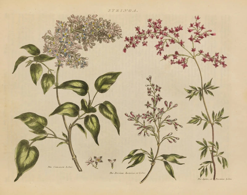 Herbal Botanical I Crop by Wild Apple Portfolio