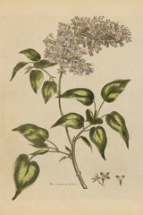 Herbal Botanical I Crop II by Wild Apple Portfolio. SKU 77691h. Archival Giclee Fine art print for wall decor.