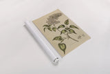 Herbal Botanical I Crop II by Wild Apple Portfolio. shown as a rolled paper print. Available as archival giclee rolled canvas, fine art paper, or poster print. SKU 77691h.