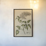 Herbal Botanical I Crop II by Wild Apple Portfolio. shown as a paper print in a black flame. Available as a archival giclee rolled canvas, fine art paper, or poster print. SKU 77691h.
