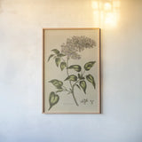 Herbal Botanical I Crop II by Wild Apple Portfolio. shown as a paper print in a natural frame. Available as a archival giclee rolled canvas, fine art paper, or poster print. SKU 77691h.