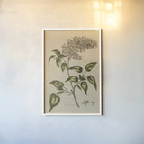 Herbal Botanical I Crop II by Wild Apple Portfolio. shown as a paper print in a white frame. Available as a archival giclee rolled canvas, fine art paper, or poster print. SKU 77691h.