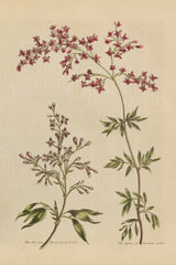 Herbal Botanical I Crop III by Wild Apple Portfolio. SKU 77692h. Archival Giclee Fine art print for wall decor.