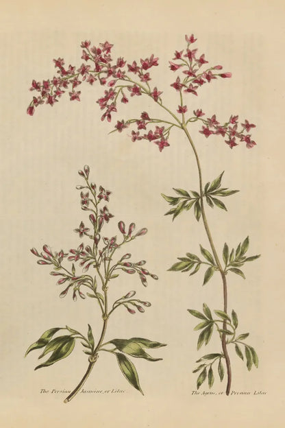 Herbal Botanical I Crop III by Wild Apple Portfolio. SKU 77692h. Archival Giclee Fine art print for wall decor.