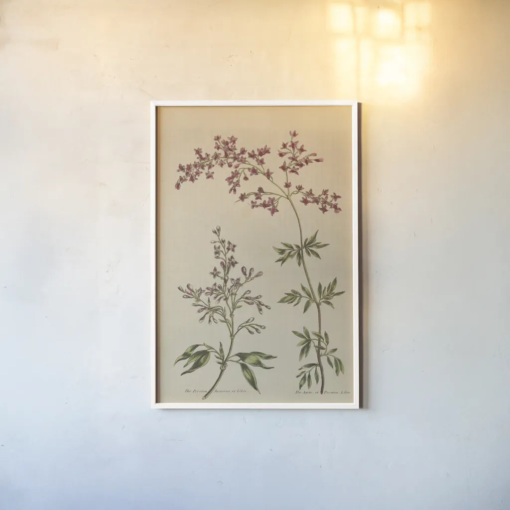 Herbal Botanical I Crop III by Wild Apple Portfolio. shown as a paper print in a white frame. Available as a archival giclee rolled canvas, fine art paper, or poster print. SKU 77692h.