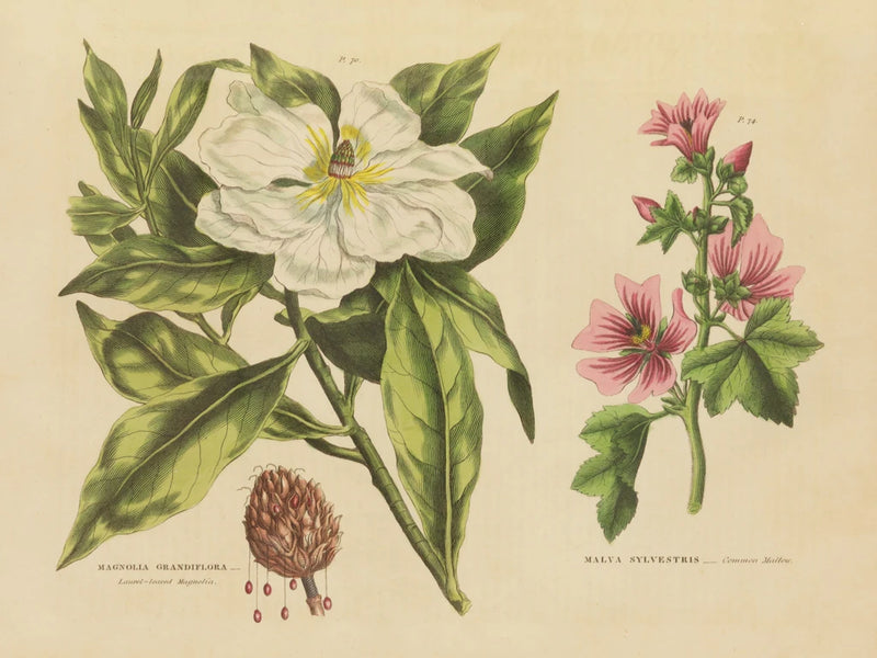 Herbal Botanical II by Wild Apple Portfolio
