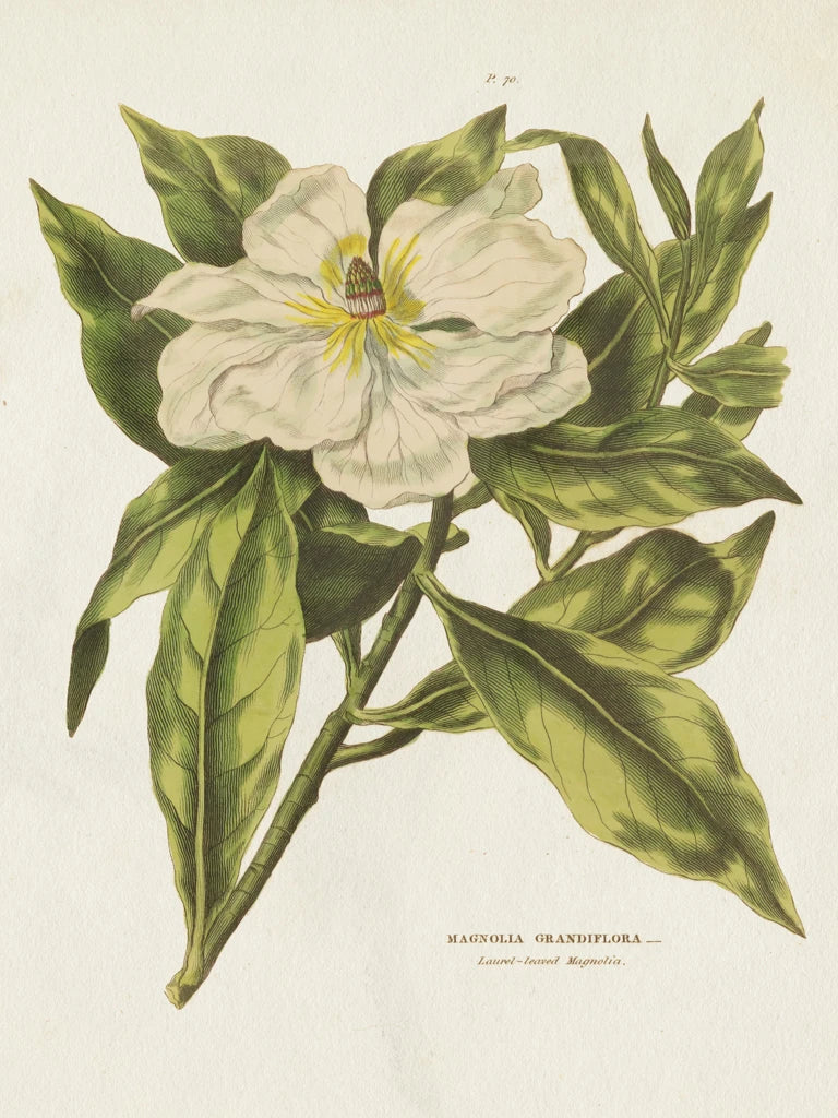 Herbal Botanical II Flower by Wild Apple Portfolio