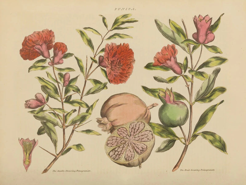 Herbal Botanical III by Wild Apple Portfolio
