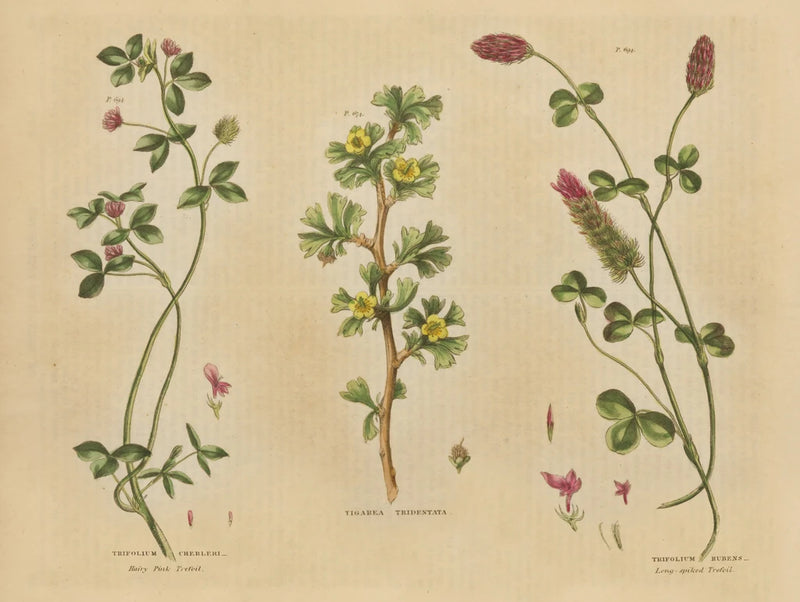 Herbal Botanical IV by Wild Apple Portfolio