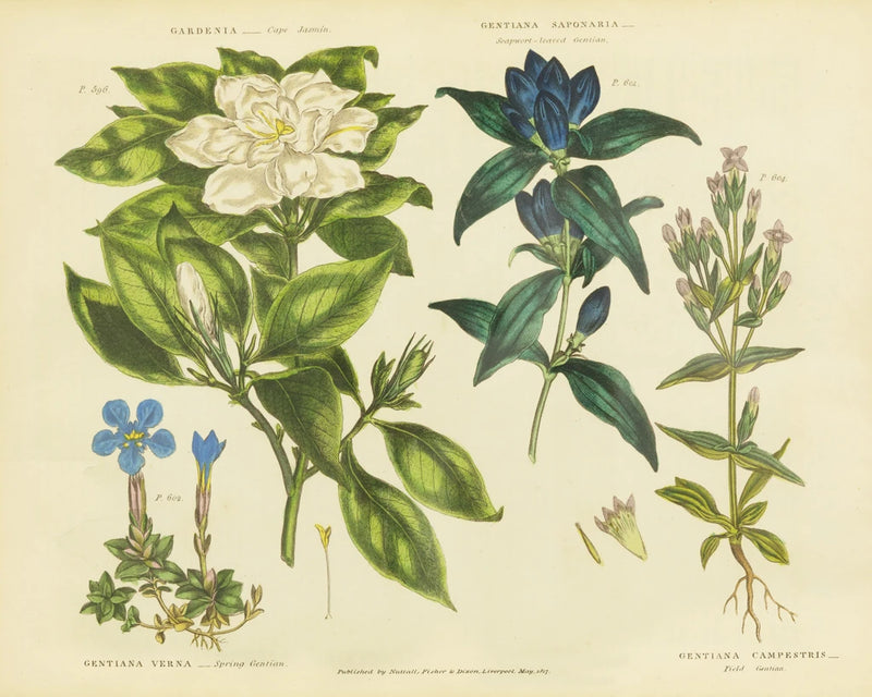 Herbal Botanical IX by Wild Apple Portfolio