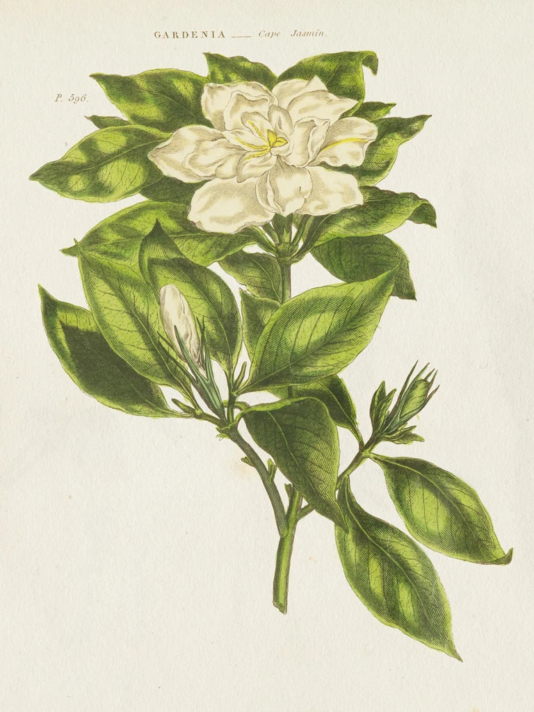 Herbal Botanical IX Flower by Wild Apple Portfolio