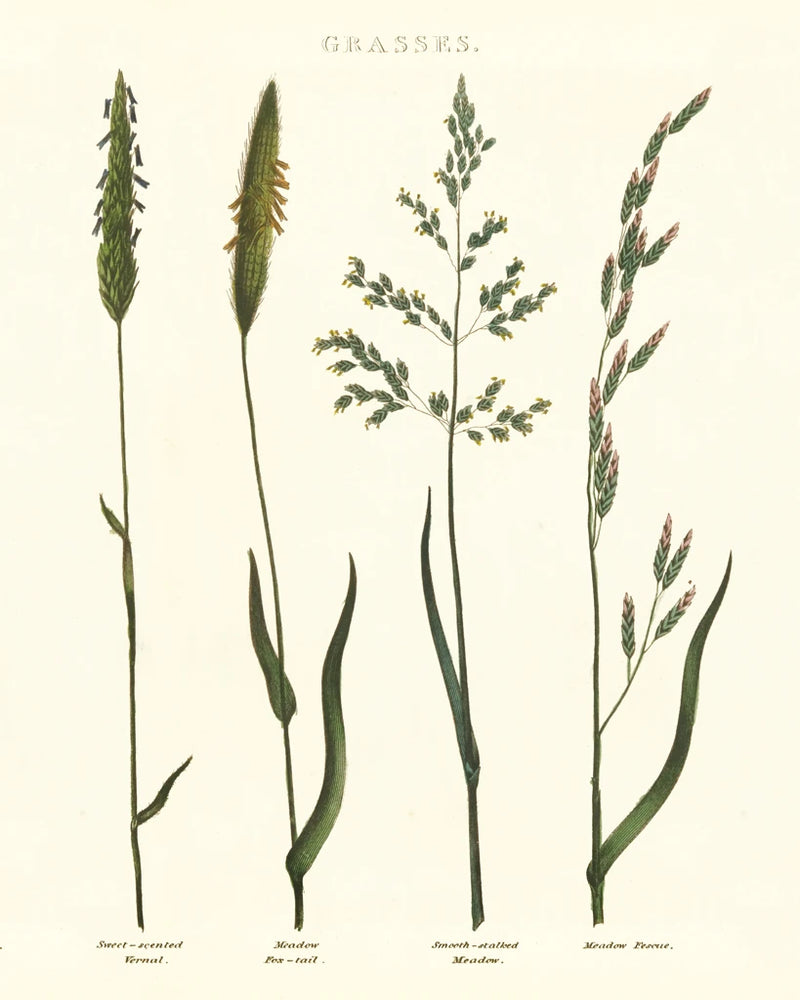 Herbal Botanical Study I Ivory by Wild Apple Portfolio