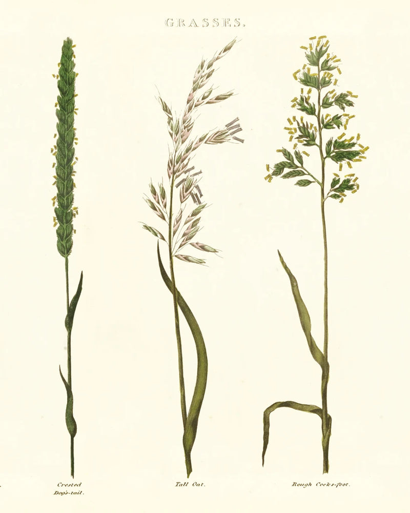 Herbal Botanical Study II Ivory by Wild Apple Portfolio