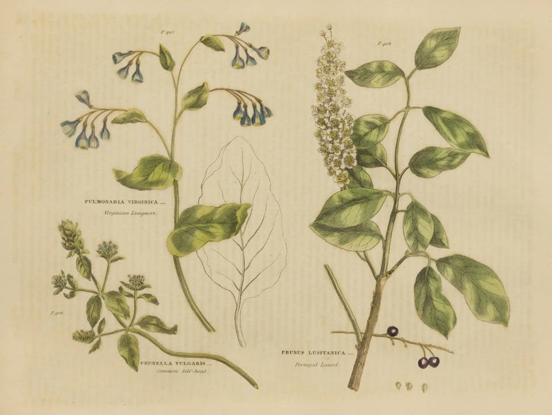 Herbal Botanical V by Wild Apple Portfolio