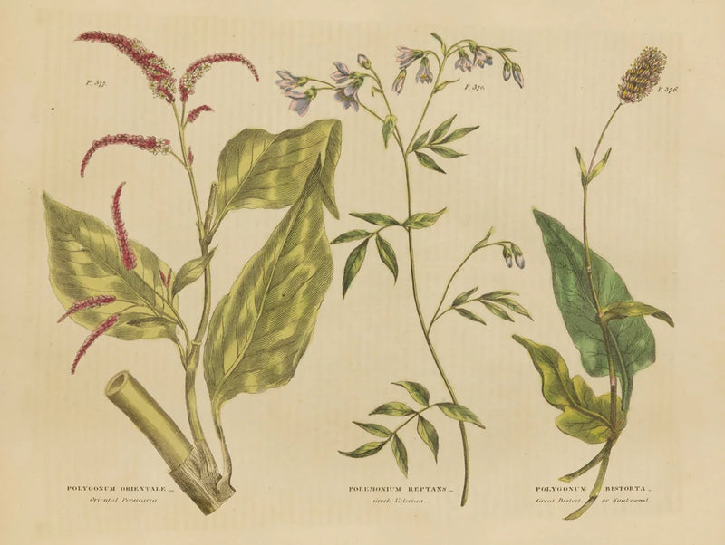 Herbal Botanical VI by Wild Apple Portfolio