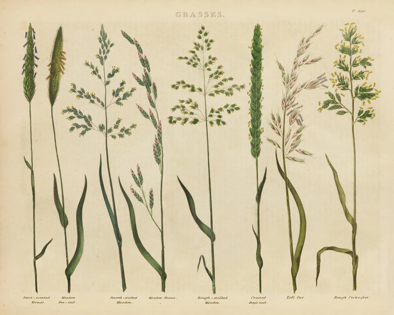 Herbal Botanical VII by Wild Apple Portfolio
