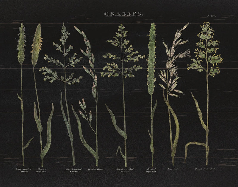 Herbal Botanical VII Black Wood by Wild Apple Portfolio