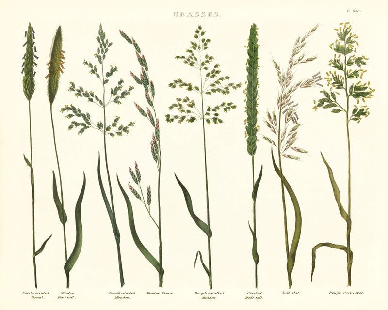 Herbal Botanical VII Ivory by Wild Apple Portfolio