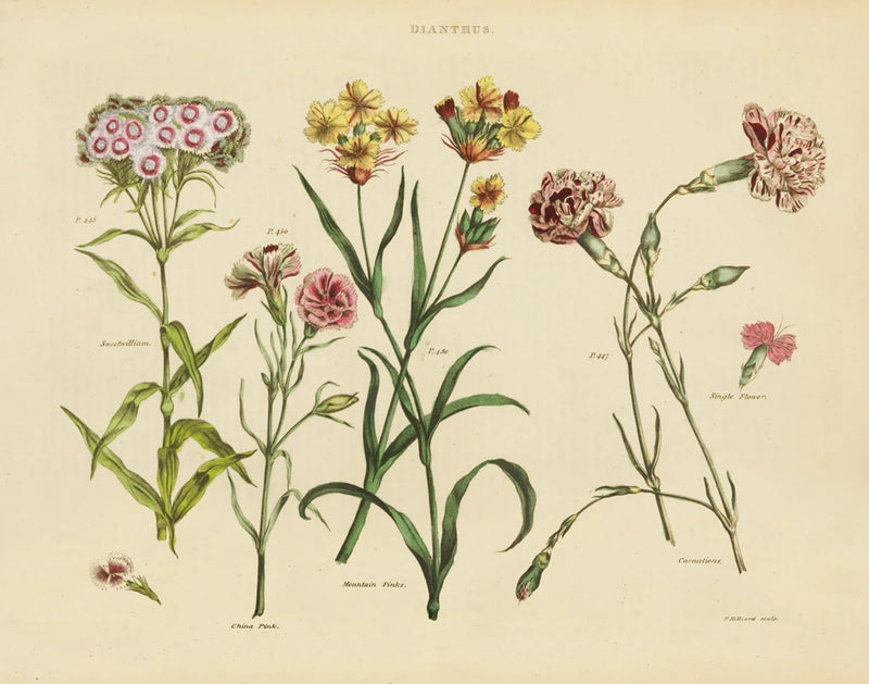 Herbal Botanical VIII by Wild Apple Portfolio