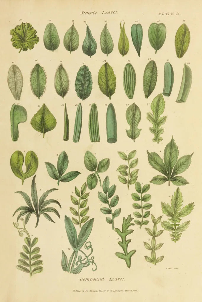 Herbal Botanical X by Wild Apple Portfolio. SKU 41415h. Archival Giclee Fine art print for wall decor.