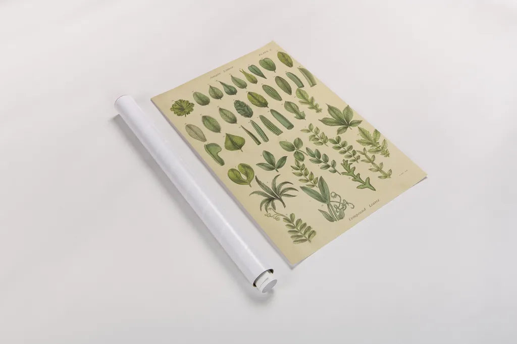 Herbal Botanical X by Wild Apple Portfolio. shown as a rolled paper print. Available as archival giclee rolled canvas, fine art paper, or poster print. SKU 41415h.