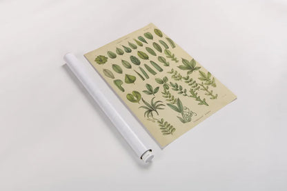 Herbal Botanical X by Wild Apple Portfolio. shown as a rolled paper print. Available as archival giclee rolled canvas, fine art paper, or poster print. SKU 41415h.