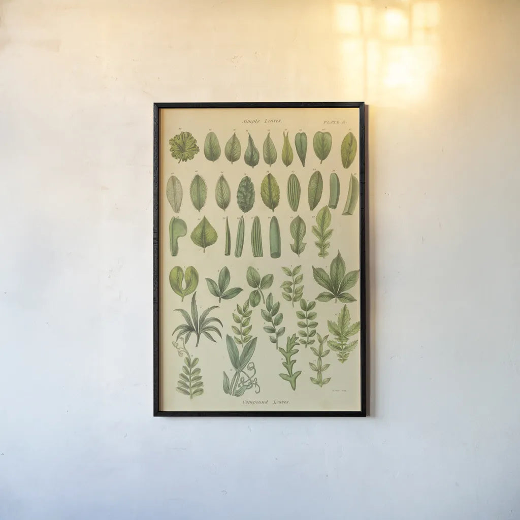 Herbal Botanical X by Wild Apple Portfolio. shown as a paper print in a black flame. Available as a archival giclee rolled canvas, fine art paper, or poster print. SKU 41415h.