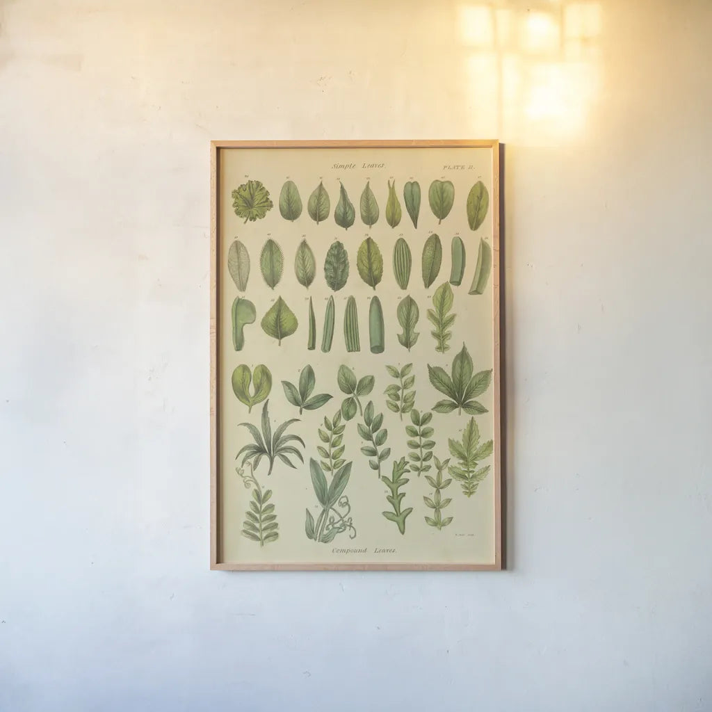 Herbal Botanical X by Wild Apple Portfolio. shown as a paper print in a natural frame. Available as a archival giclee rolled canvas, fine art paper, or poster print. SKU 41415h.