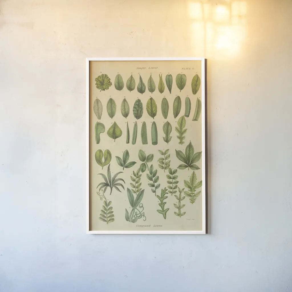 Herbal Botanical X by Wild Apple Portfolio. shown as a paper print in a white frame. Available as a archival giclee rolled canvas, fine art paper, or poster print. SKU 41415h.